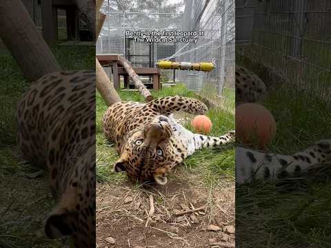 Golden leopard Bently, a first at The Wildcat Sanctuary in MN