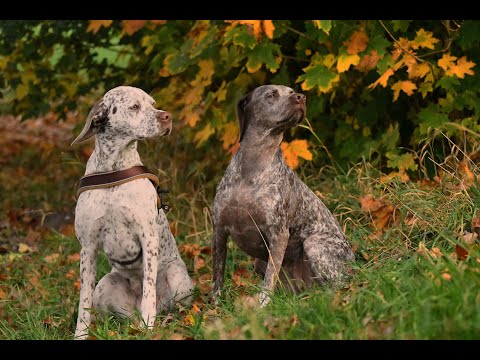 braque du bourbonnais is a mixed breed