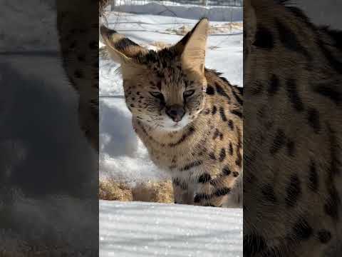 Bruno, starving and severely injured, rescued by The Wildcat Sanctuary