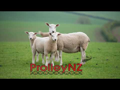 Innovative Sheep Breeding Video Gallery