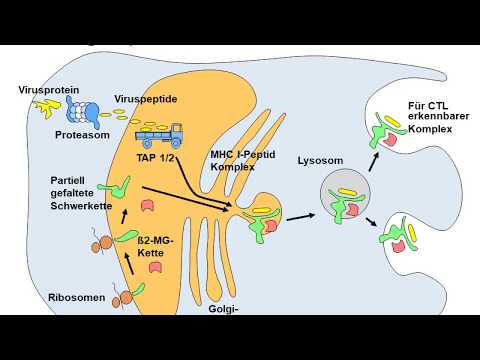 Das Immunsystem Erlauterungen Und Hintergrunde Von Immundefekt De