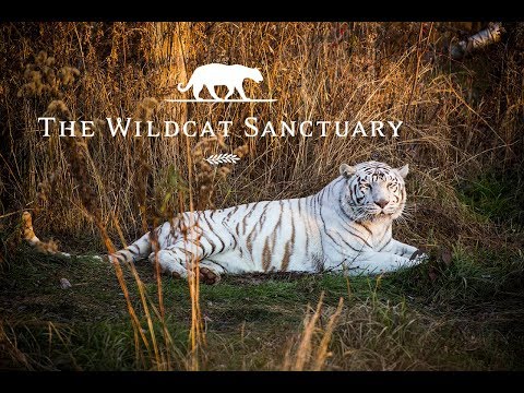 Bengal Tiger Big Cat Sanctuary Near Me Clearance Wild Cat