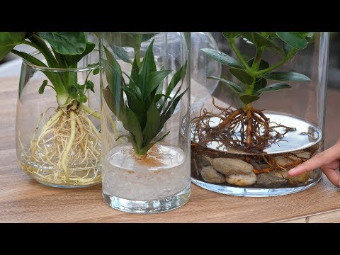 Hydroponie  die Pflanze im Glas