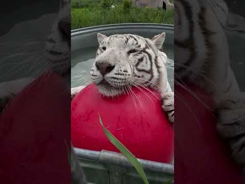 Tiger King's Thor Jr. rescued by The Wildcat Sanctuary