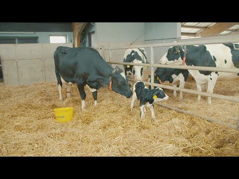 Cattle - Gut Huelsenberg