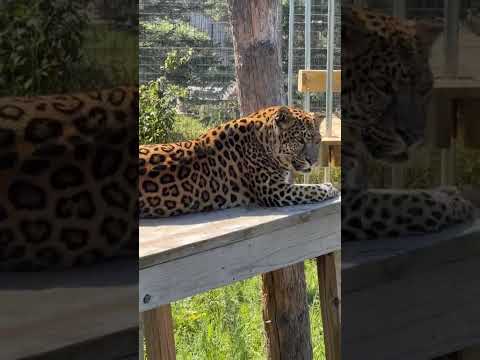 Golden leopard Bently, a first at The Wildcat Sanctuary in MN