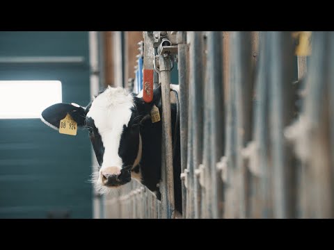 Cattle - Gut Huelsenberg