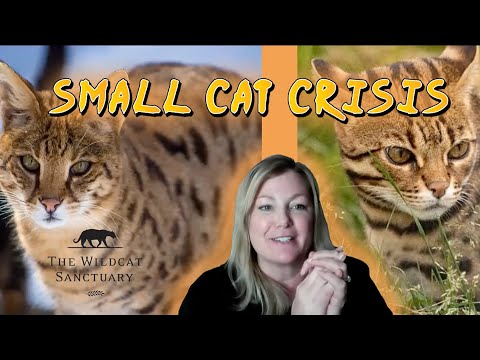Is Breeding Savannah Cats Profitable? Unveiling True Earnings