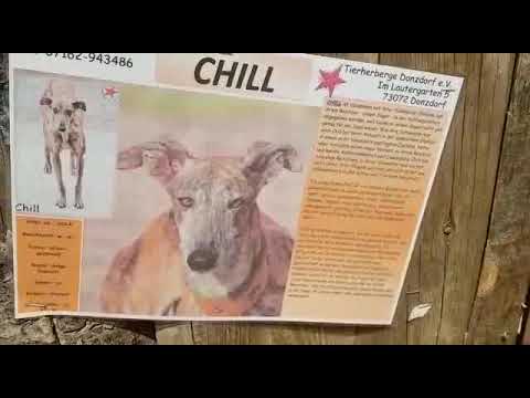 News Tierherberge Donzdorf - Tierherberge Donzdorf e.V.